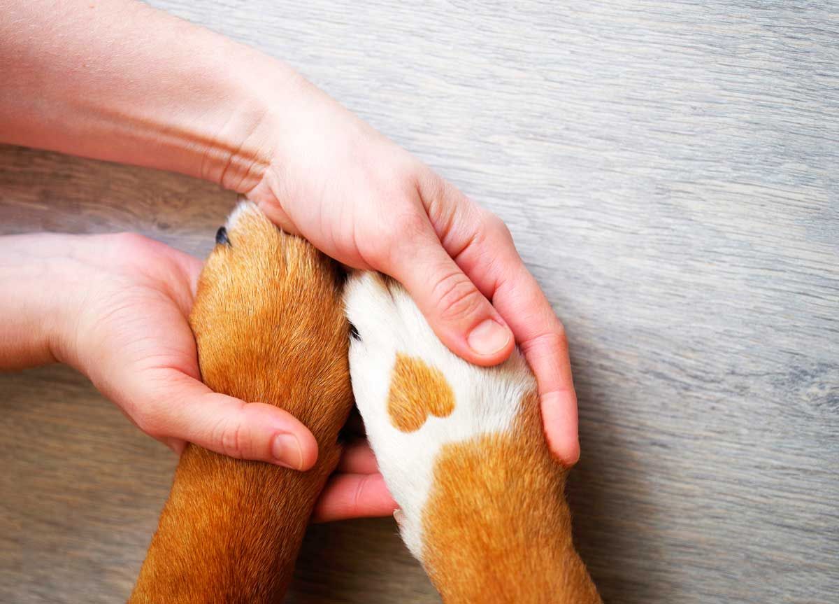 kokain Ved Prøv det Hjertelungeorm hos hunde - symptomer og behandling - Husum dyreklinik
