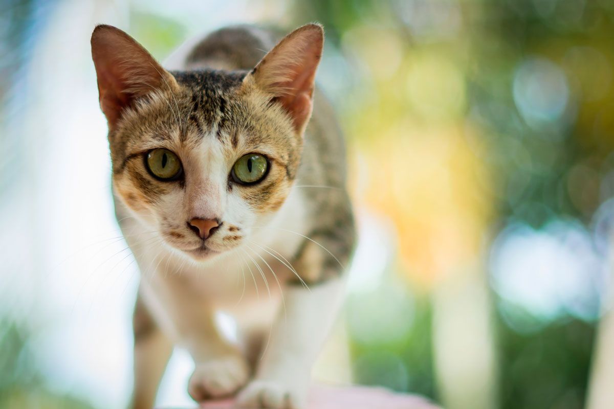 Katte med øje: Undersøgelse og behandling - Husum dyreklinik