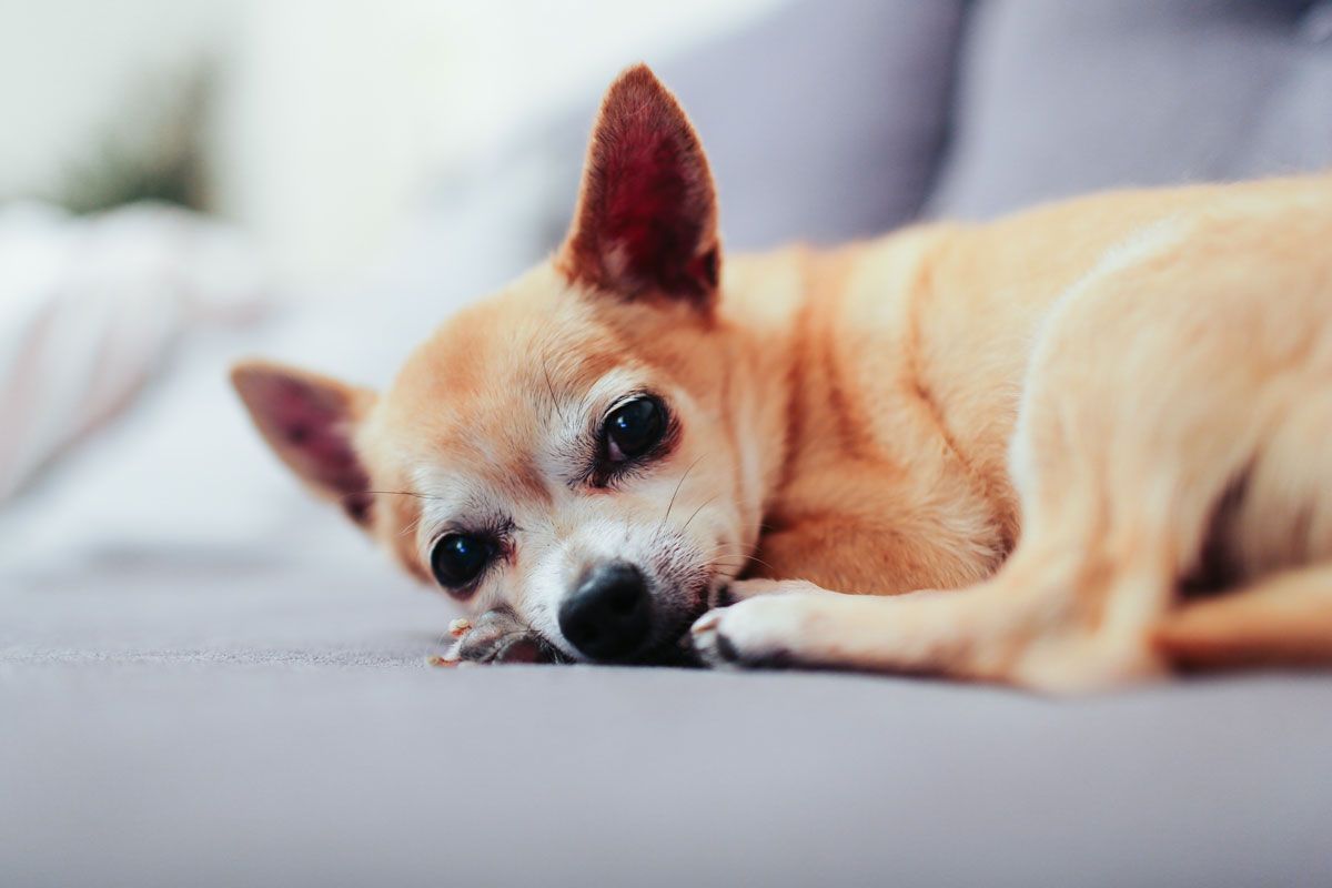Modtager Amerika etage Rensning af hundens øre - Husum dyreklinik