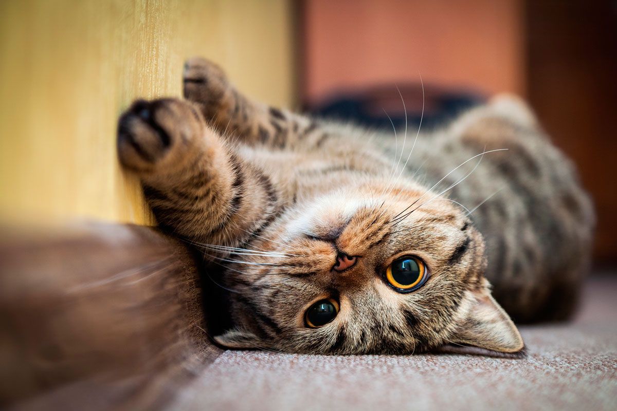 ovn Gedehams hvordan man bruger Hudproblemer og allergi hos katte - Husum dyreklinik