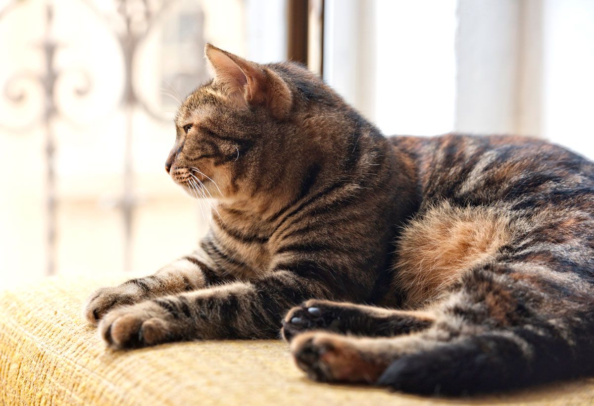 Hudproblemer allergi hos katte - Husum dyreklinik