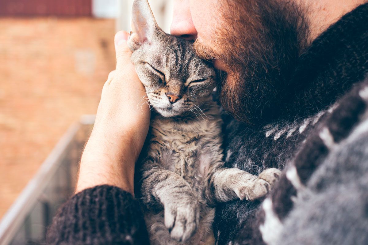 ring spor Gensidig Kroniske mave-tarmproblemer hos katte - Husum dyreklinik