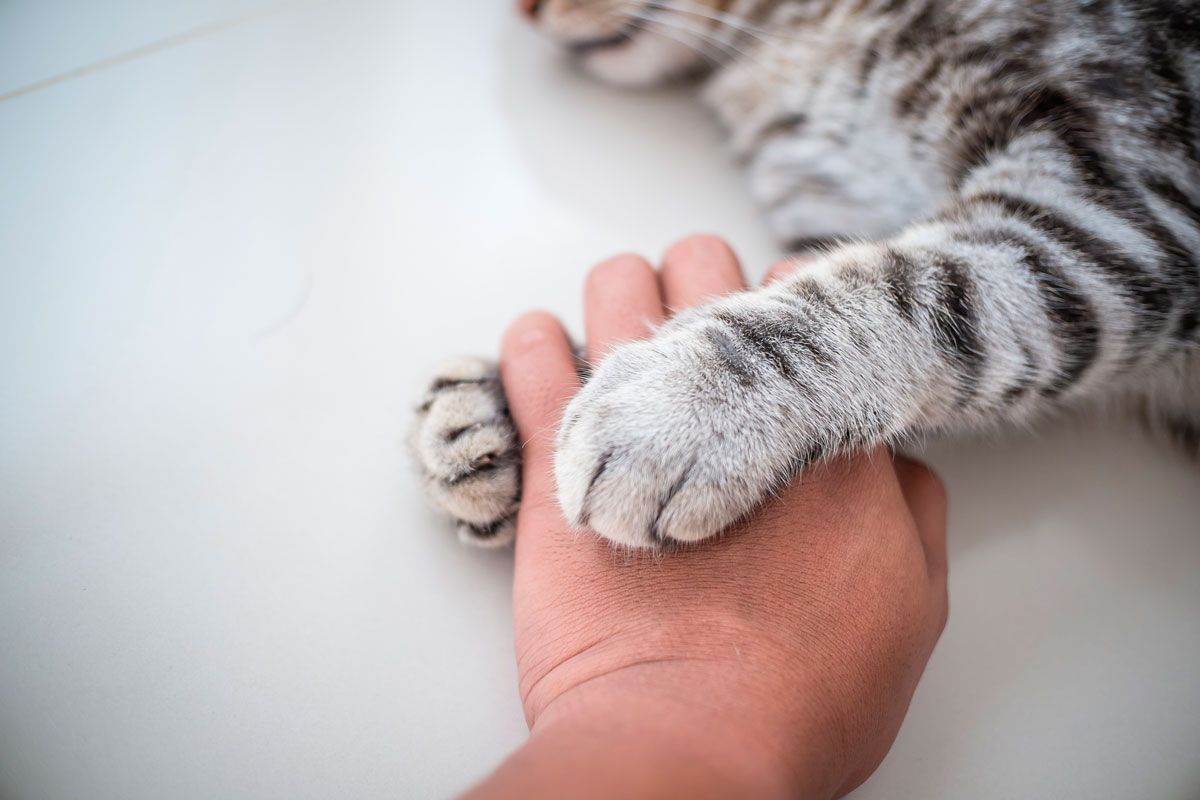 lag Rusland bred Urinvejslidelser hos katte - Husum dyreklinik