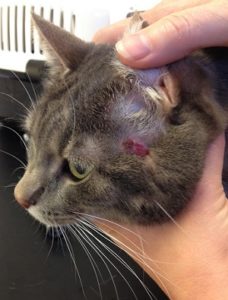 ru Hovedløse bestille Katte der taber pels: Årsag og behandling - Husum dyreklinik