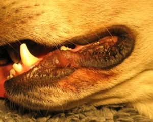skæbnesvangre Summen Skadelig Hud- og læbefoldsbetændelse: Udslæt på læben hos hunde - Husum dyreklinik