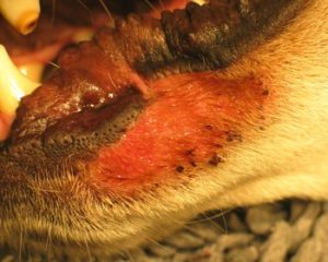 indstudering trend Tilsætningsstof Hud- og læbefoldsbetændelse: Udslæt på læben hos hunde - Husum dyreklinik