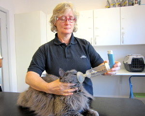 Behandling af astma katte - Husum dyreklinik