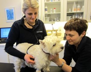 Forkølelse hos hunde: Kennelhoste - dyreklinik