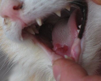 på tungen: Calicivirus katte - Husum